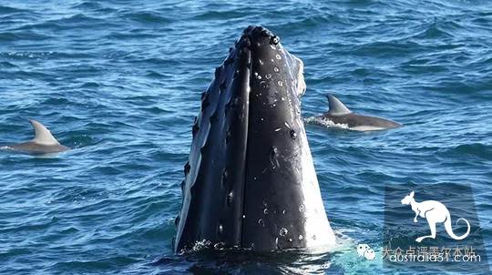 Gypsy Lan, hidden treasure 2 hours from Melbourne: whale watching, truffle, fluorescent sea. Bid farewell to the ordinary tourist regiment completely