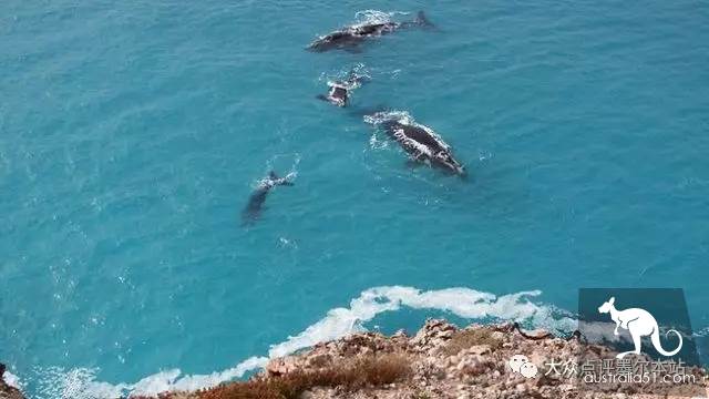 Gypsy Lan, hidden treasure 2 hours from Melbourne: whale watching, truffle, fluorescent sea. Bid farewell to the ordinary tourist regiment completely
