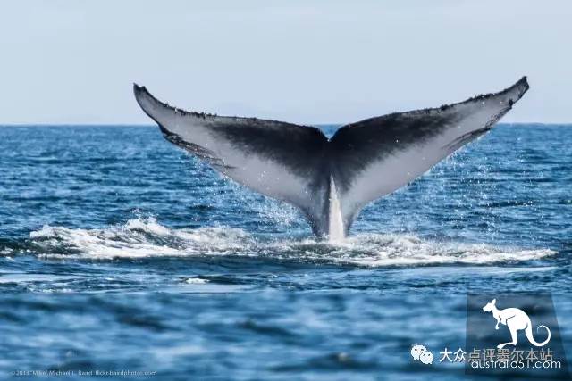 Gypsy Lan, hidden treasure 2 hours from Melbourne: whale watching, truffle, fluorescent sea. Bid farewell to the ordinary tourist regiment completely