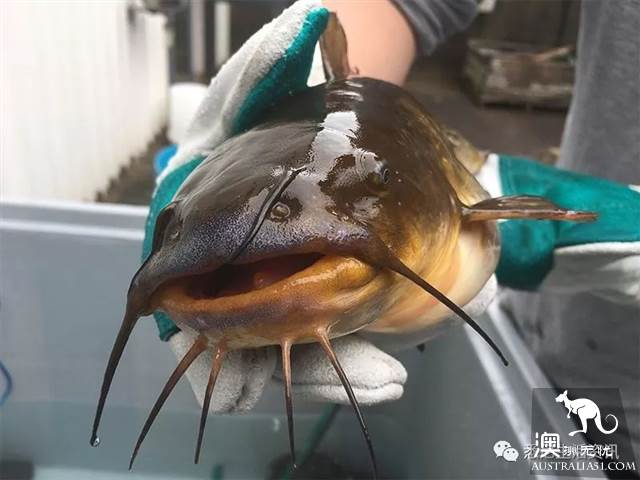 Eat seafood in Melbourne to read this one is enough! Popular science of seafood in the supermarket.