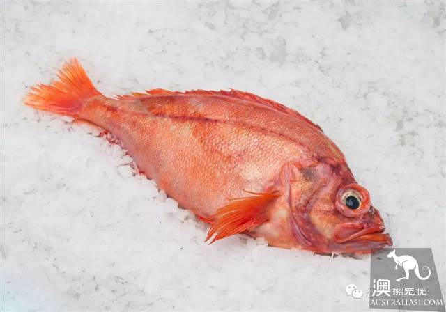 Eat seafood in Melbourne to read this one is enough! Popular science of seafood in the supermarket.