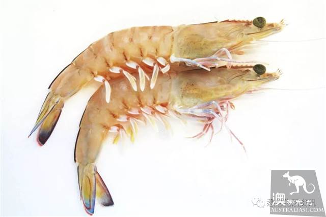 Eat seafood in Melbourne to read this one is enough! Popular science of seafood in the supermarket.