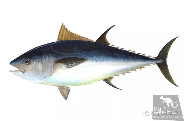 Eat seafood in Melbourne to read this one is enough! Popular science of seafood in the supermarket.