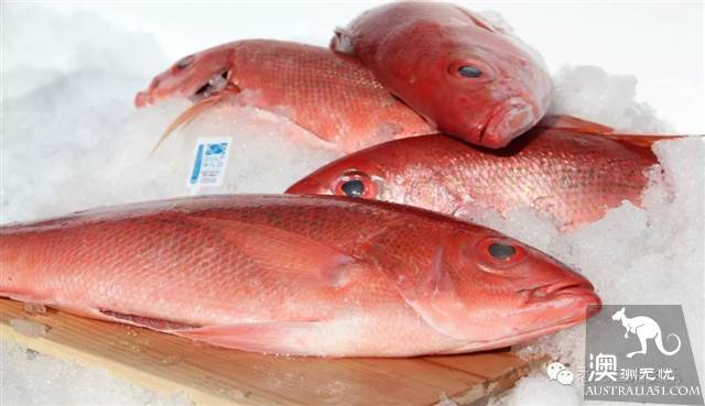 Eat seafood in Melbourne to read this one is enough! Popular science of seafood in the supermarket.