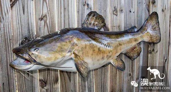 Eat seafood in Melbourne to read this one is enough! Popular science of seafood in the supermarket.