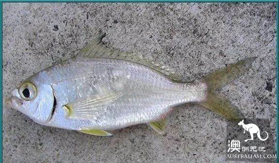 Eat seafood in Melbourne to read this one is enough! Popular science of seafood in the supermarket.