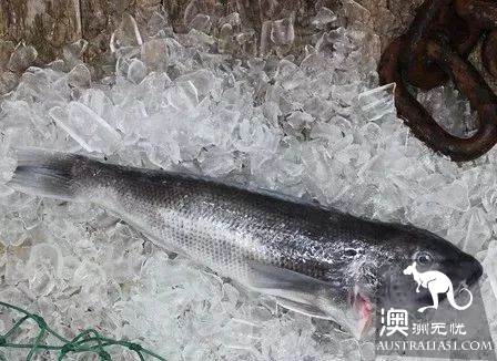 Eat seafood in Melbourne to read this one is enough! Popular science of seafood in the supermarket.