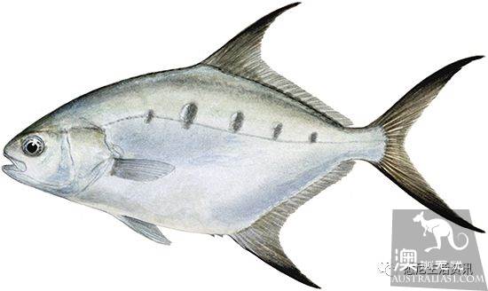 Eat seafood in Melbourne to read this one is enough! Popular science of seafood in the supermarket.