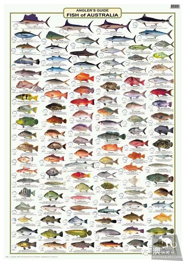 Eat seafood in Melbourne to read this one is enough! Popular science of seafood in the supermarket.