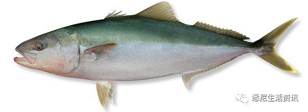 Eat seafood in Melbourne to read this one is enough! Popular science of seafood in the supermarket.