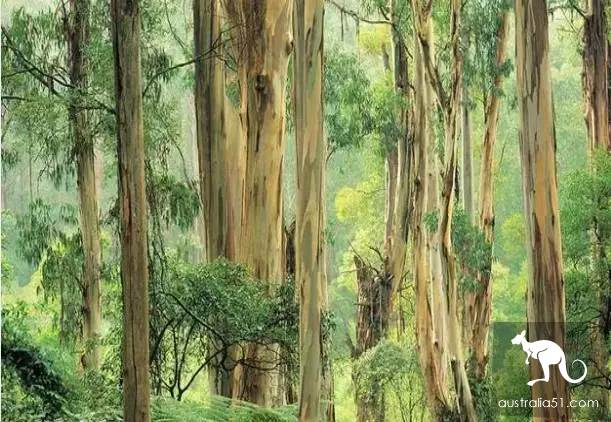 12 excellent running routes in Australia with super moving scenery