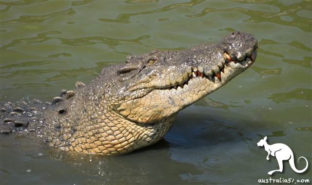 The 50,000 crocodiles in the North Territory will become Hermes bags? Movement Protection strongly opposes
