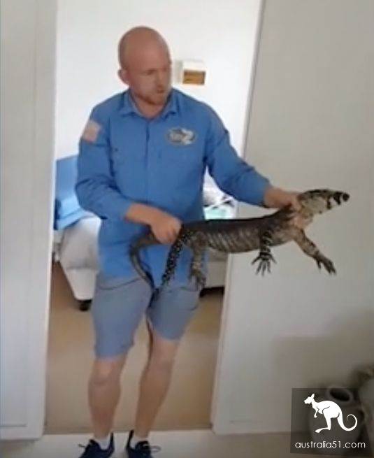 Tuao terror daily, the Australian lizard broke into the house and hid under the children's bed
