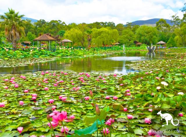 Summer Wonderland in Melbourne: Blue Lotus Water Garden