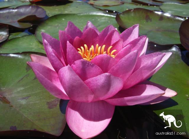 Summer Wonderland in Melbourne: Blue Lotus Water Garden