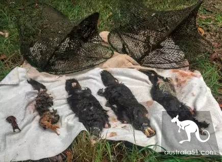 澳洲鸭嘴兽蠢萌中二？其实这货是孤独又腹黑的独居高手，可最近它过得并不好