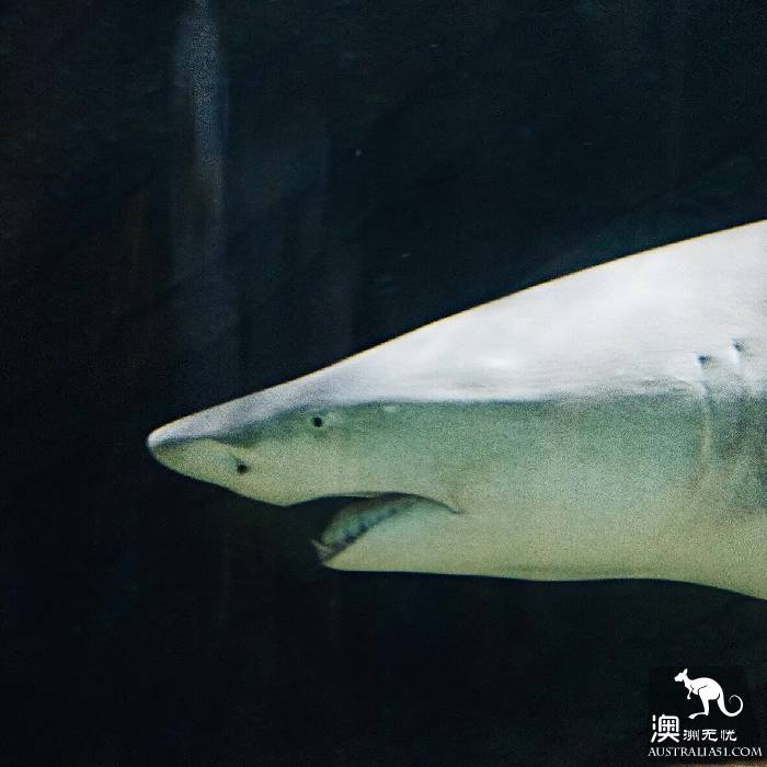 寻宝：悉尼海洋生物水族馆游览杂记
