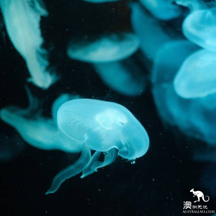 寻宝：悉尼海洋生物水族馆游览杂记