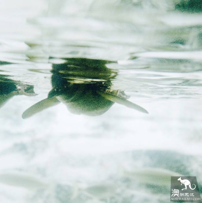 寻宝：悉尼海洋生物水族馆游览杂记