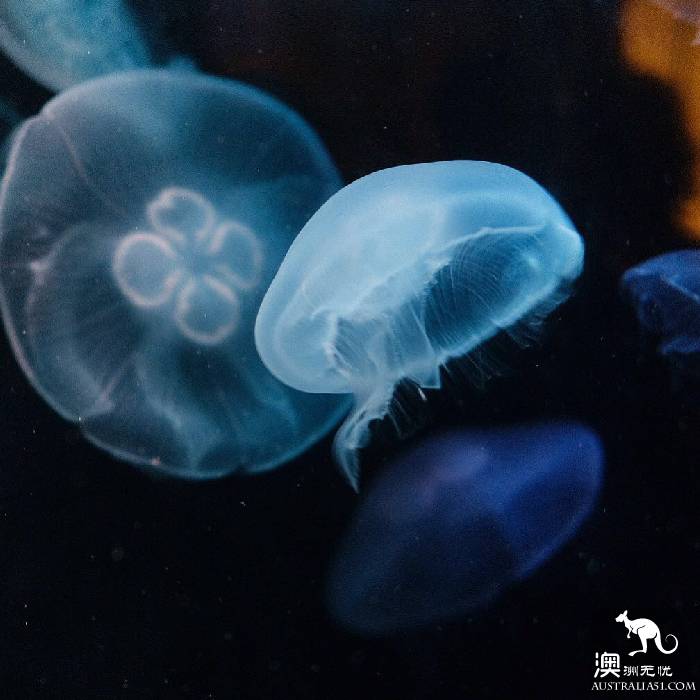 寻宝：悉尼海洋生物水族馆游览杂记
