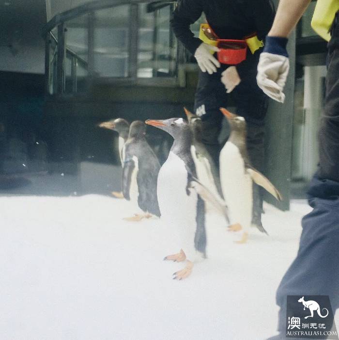 寻宝：悉尼海洋生物水族馆游览杂记