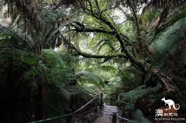 墨尔本Dandenong山区最Local玩法!看完这篇深度攻略,就能跟普通游客路线说拜拜了