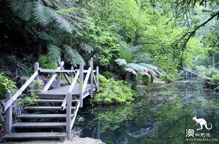 墨尔本Dandenong山区最Local玩法!看完这篇深度攻略,就能跟普通游客路线说拜拜了