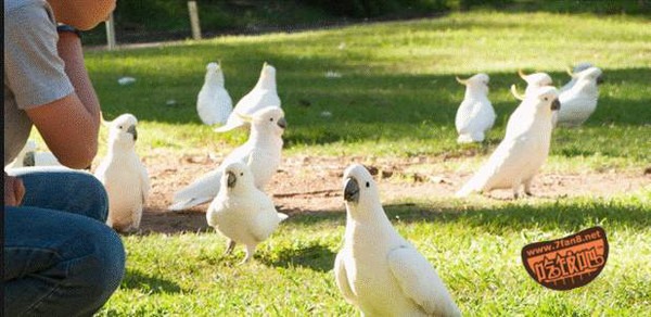 Dendnon (Dandenong) eat, drink and have a whole introduction, and that's enough for Dendnon to eat, drink, play, eat, drink, and have fun.