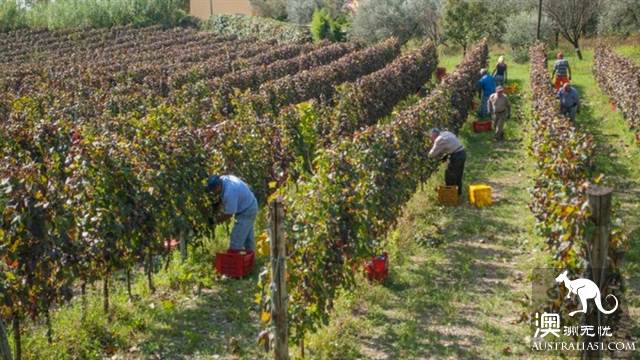 Wine tasting tours to Australia, what are the wineries worth visiting in Australia?