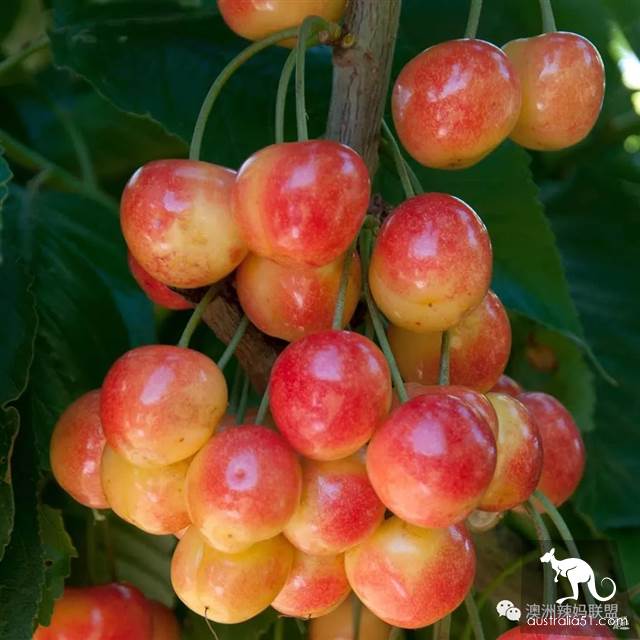 Cherry season is coming! The tour of the six cherry farms around Melbourne is ready.