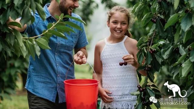 Cherry season is coming! The tour of the six cherry farms around Melbourne is ready.