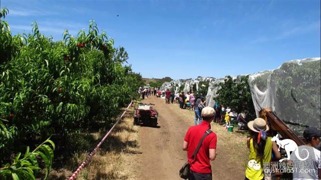 Cherry season is coming! The tour of the six cherry farms around Melbourne is ready.