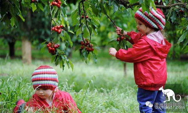 Cherry season is coming! The tour of the six cherry farms around Melbourne is ready.