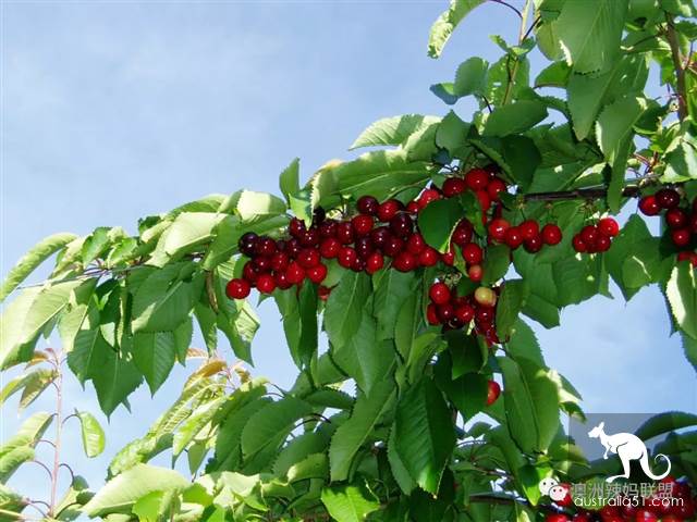 Cherry season is coming! The tour of the six cherry farms around Melbourne is ready.
