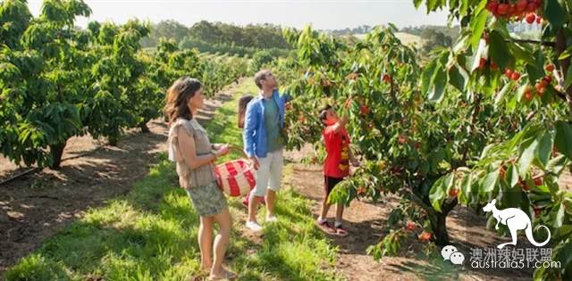 Cherry season is coming! The tour of the six cherry farms around Melbourne is ready.