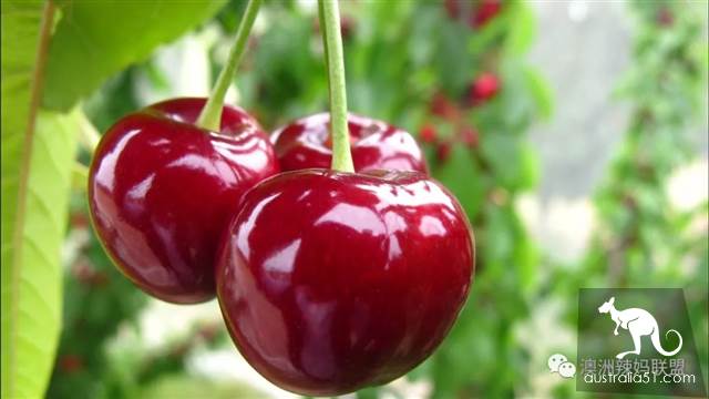 Cherry season is coming! The tour of the six cherry farms around Melbourne is ready.