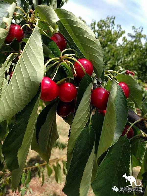 Cherry season is coming! The tour of the six cherry farms around Melbourne is ready.