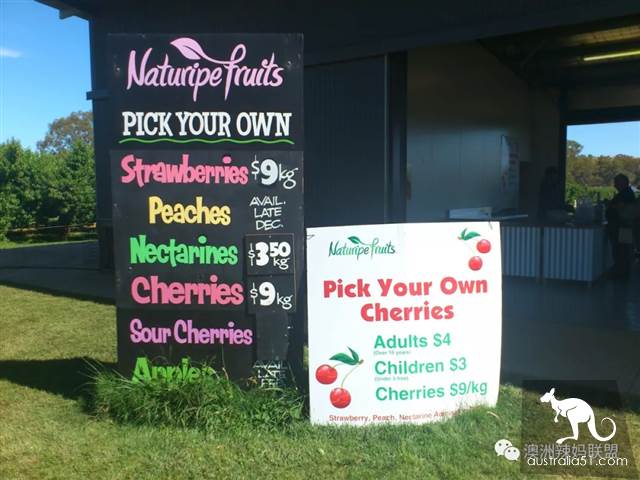 Cherry season is coming! The tour of the six cherry farms around Melbourne is ready.