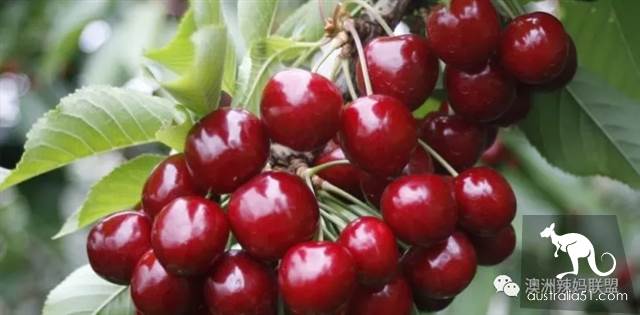 Cherry season is coming! The tour of the six cherry farms around Melbourne is ready.
