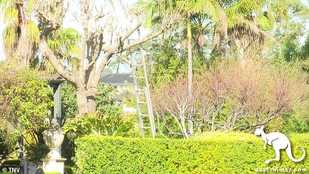 5 meters from the ground, Sydney's 78-year-old man fell down a tree and died