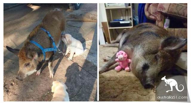 Vivian men are warned to be fined 6 for walking pigs on the street