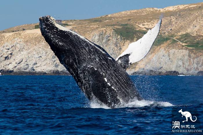 A guide to whale watching in Australia, where great whale migrations have arrived