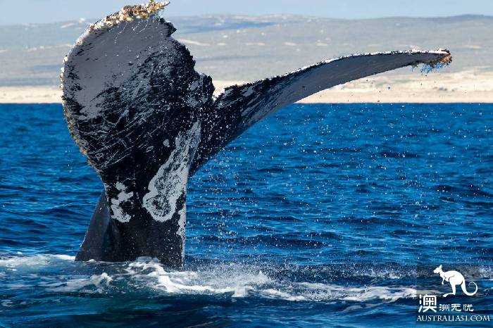 A guide to whale watching in Australia, where great whale migrations have arrived