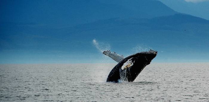 A guide to whale watching in Australia, where great whale migrations have arrived