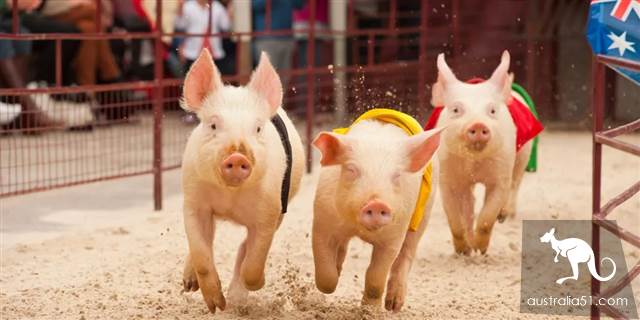The Royal Adelaide Show is here in 2019! The strongest attack in history has brought you to eat, drink and have fun with Hold! Let's see what's new this year!