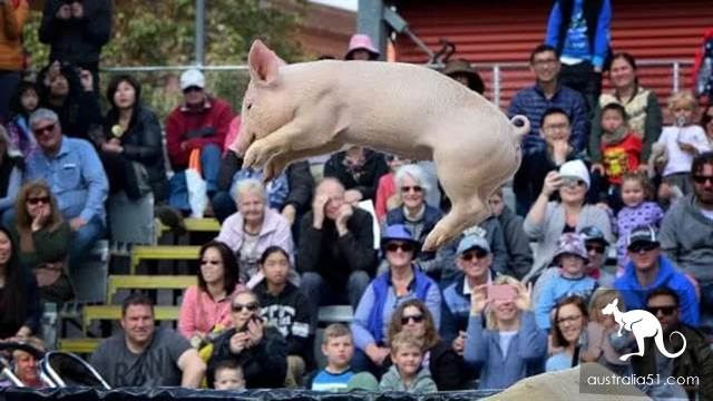 The Royal Adelaide Show is here in 2019! The strongest attack in history has brought you to eat, drink and have fun with Hold! Let's see what's new this year!