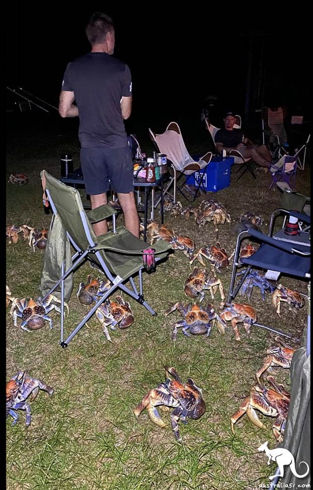 The food comes to the bowl! Camping out a barbecue to attract a bunch of crabs