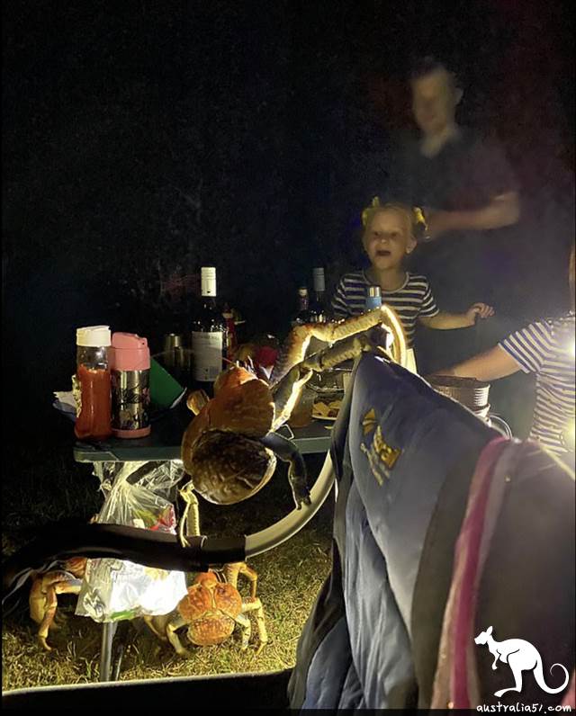 The food comes to the bowl! Camping out a barbecue to attract a bunch of crabs