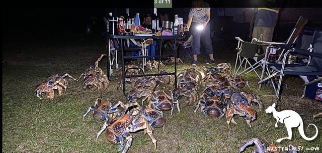 The food comes to the bowl! Camping out a barbecue to attract a bunch of crabs