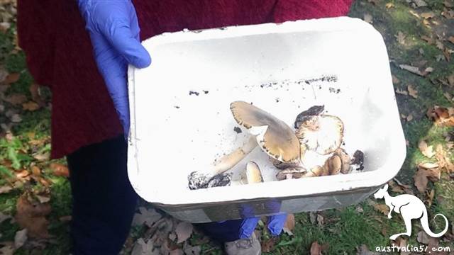 [A7ACADD7-9535-1219-6E2E-8370E0529485]